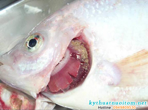Vi trùng sau đó xâm nhập vào máu gây nhiễm trùng máu, tiết chất độc làm cá chết hàng loạt