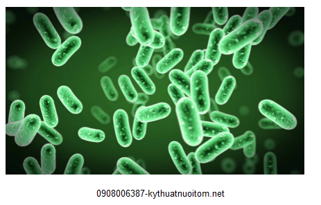 Vi khuẩn vibrio nguyên nhân gây bệnh phát sáng ở tôm