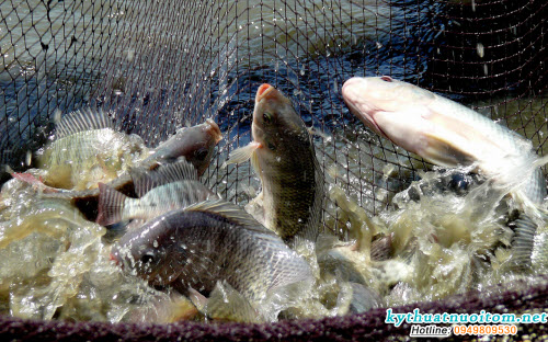 Những ao có nguồn nước rửa chuồng lợn và thải thức ăn thừa của lợn hằng ngày, nên thả cá rô phi làm chủ