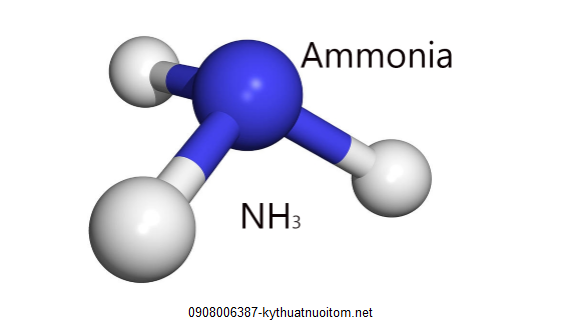 Amoniac hợp chất hóa lỏng thường xuất hiện trong ao nuôi tôm