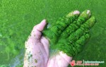 Cách gây nuôi tảo hữu ích cho ao nuôi tôm