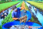 Kỹ thuật nuôi tôm càng xanh trên ruộng lúa