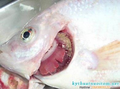 Một số bệnh thường gặp ở cá và phương pháp phòng trị bệnh cho cá (Phần 2)