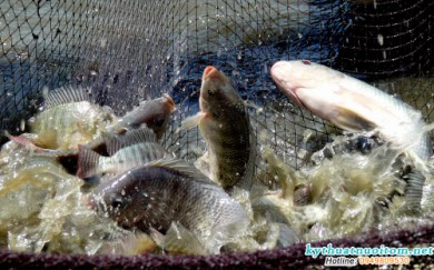 Phương pháp nuôi cá thịt ở ao nước tĩnh