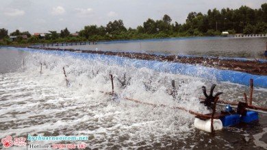 Vai trò của môi trường nước trong kỹ thuật nuôi tôm (Phần 2)